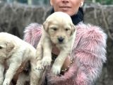 Golden Yavrularım Sağlık Ve Irk Garantili