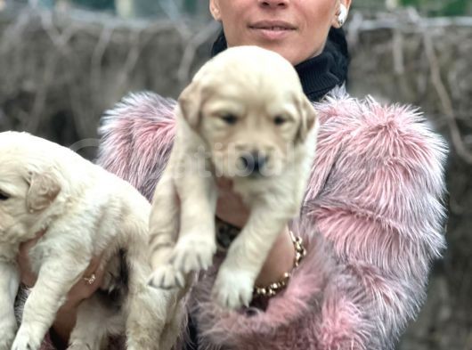 Golden Yavrularım Sağlık Ve Irk Garantili görsel