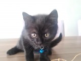 Oyuncu Minik (British Shorthhair)