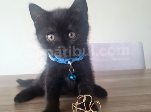 Oyuncu Minik (British Shorthhair) görsel