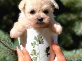 Teacup Dişi Maltipoo Yavrumuz