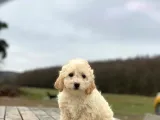 Kıvırcık Tüy Erkek Maltipoo Yavrumuz 
