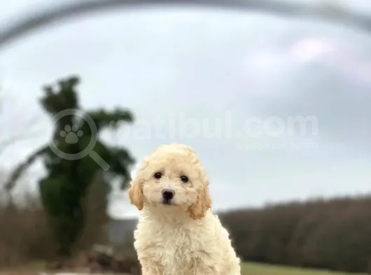 Kıvırcık Tüy Erkek Maltipoo Yavrumuz  görsel