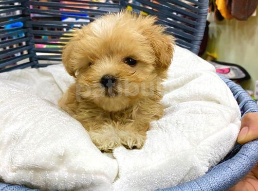 Çok Sevimli Maltipoo Bebeğimiz