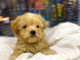 Çok Sevimli Maltipoo Bebeğimiz