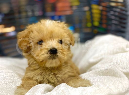 Çok Sevimli Maltipoo Bebeğimiz görsel