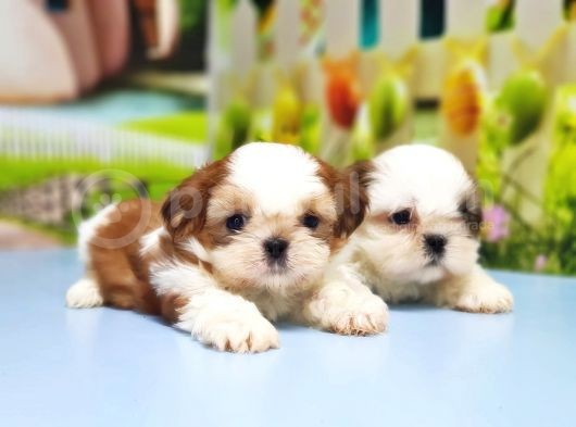 Shi̇h Tzu Yavrusu görsel