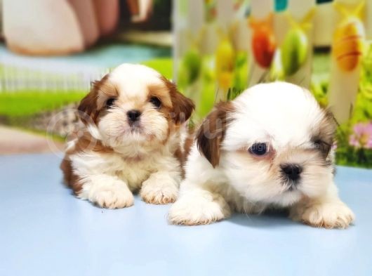 Shi̇h Tzu Yavrusu görsel