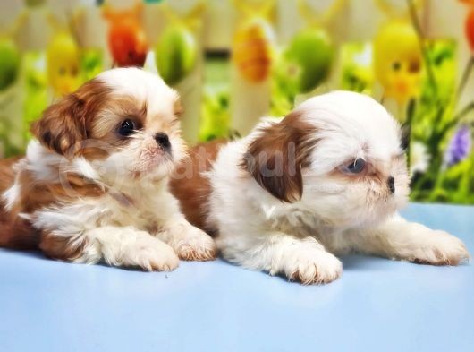 Shi̇h Tzu Yavrusu görsel