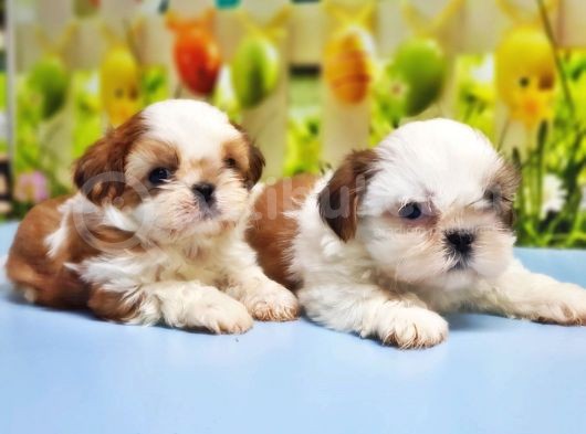 Shi̇h Tzu Yavrusu görsel