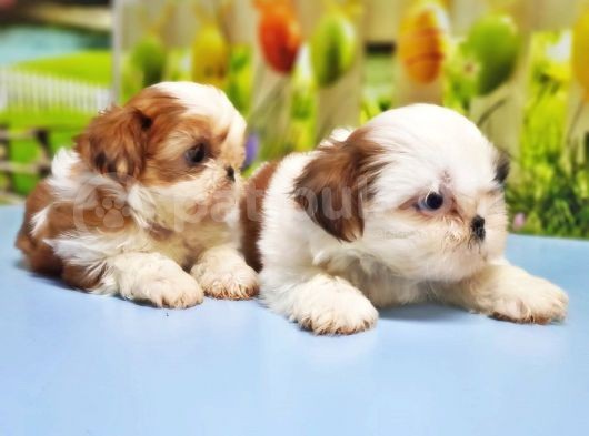 Shi̇h Tzu Yavrusu görsel
