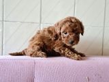 Red Toy Poddle Yavrularımız Dışı Erkek Mevcuttur