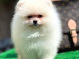 Safkan Pomeranian Boo Yavrularımız