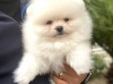 Safkan Pomeranian Boo Yavrularımız