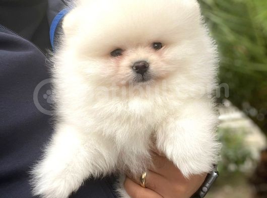 Safkan Pomeranian Boo Yavrularımız görsel