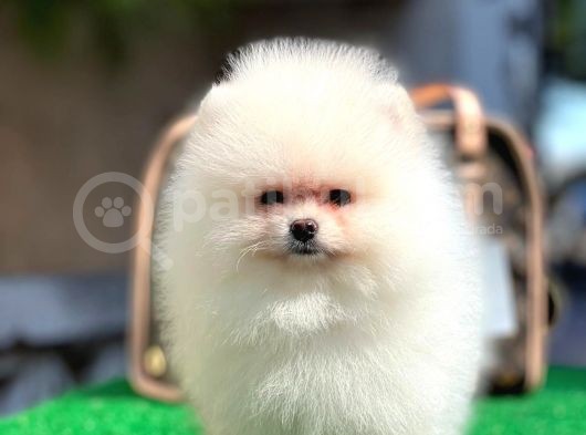 Safkan Pomeranian Boo Yavrularımız görsel