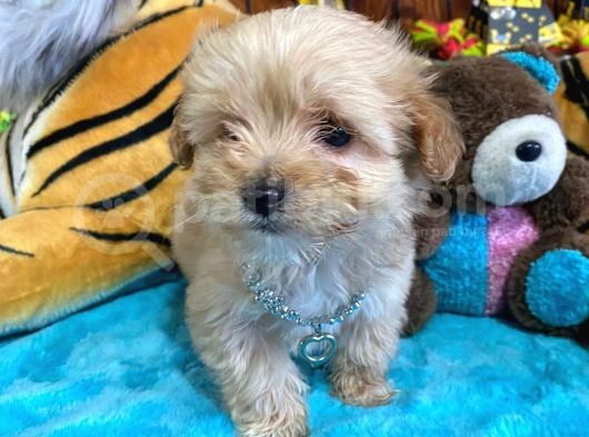 Teacup Malti̇poo Irk Garanti̇li̇ Tesli̇m görsel