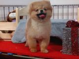 Teddybear Dostumuz Sizinle