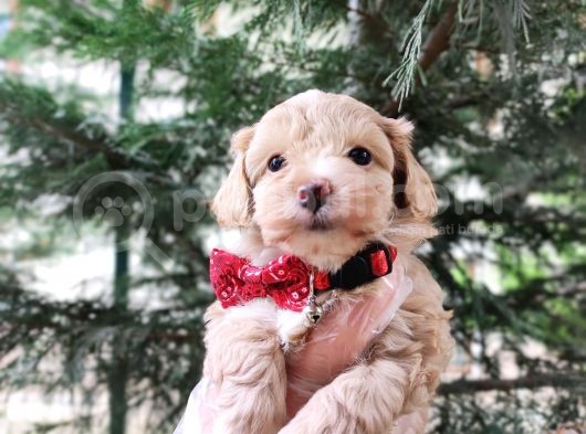 F1 Toy Malti̇poo Bebekleri̇mi̇z