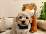 F1 Toy Malti̇poo Bebekleri̇mi̇z