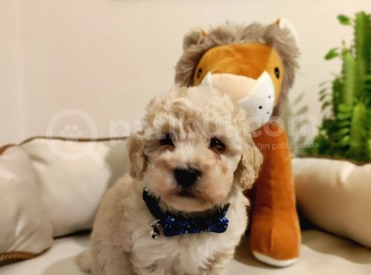 F1 Toy Malti̇poo Bebekleri̇mi̇z görsel