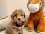 F1 Toy Malti̇poo Bebekleri̇mi̇z
