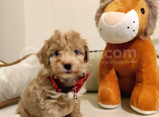 F1 Toy Malti̇poo Bebekleri̇mi̇z görsel