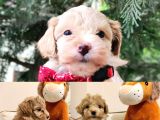 F1 Toy Malti̇poo Bebekleri̇mi̇z