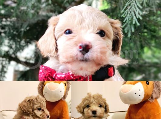 F1 Toy Malti̇poo Bebekleri̇mi̇z görsel