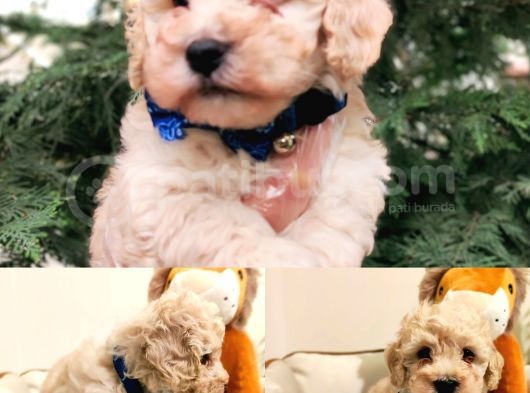 F1 Toy Malti̇poo Bebekleri̇mi̇z görsel