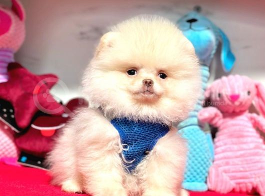 Safkan Pomeranian Boo Yavrularımız