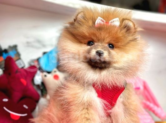 Safkan Pomeranian Boo Yavrularımız görsel