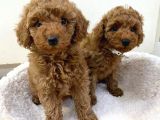 Red  Poodle Yavrulari