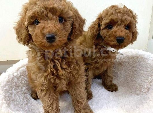 Red  Poodle Yavrulari görsel