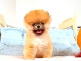 Orange Pomerani̇an Boo