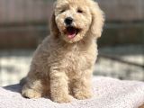 Muhtesem Guzellikte Poodle Bebeklerimiz