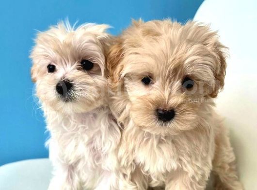Baby Face Malti̇poo Yavrulari
