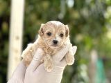 Orjinal Anne Babadan Maltipoo Bebeklerimiz