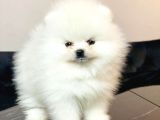 Bi̇blo Kusursuz Karbeyaz Erkek Pomerani̇an Boo