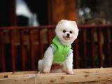 Beyaz Renk Yapısı Ile Pomeranian Boo