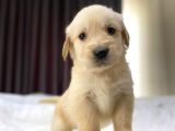 Baby Face Safkan Golden Retriever Yavrularımız