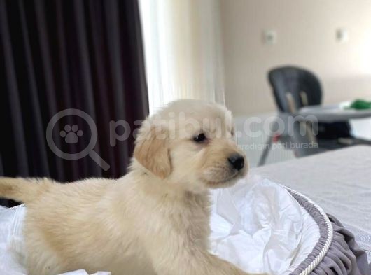Baby Face Safkan Golden Retriever Yavrularımız görsel