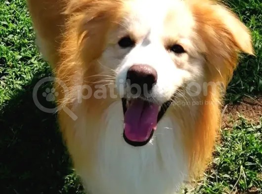 Border Collie Yavrular görsel