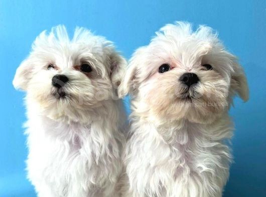 Lekesi̇z Maltese Terri̇er Yavrulari görsel