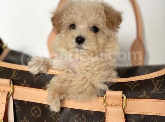 Güzeller Güzeli̇ Malti̇poo Yavrulari