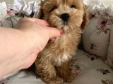 Red Safkan Malti̇poo Yavrulari
