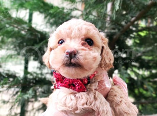 F1 Toy Malti̇poo Bebekleri̇mi̇z