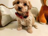 F1 Toy Malti̇poo Bebekleri̇mi̇z