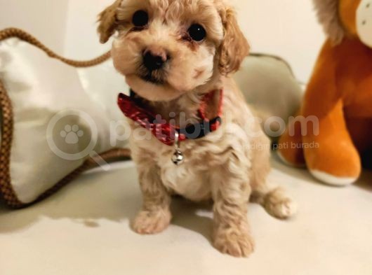 F1 Toy Malti̇poo Bebekleri̇mi̇z görsel