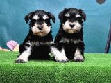 Mükemmel Kali̇tede Mi̇nyatür Schnauzer Yavrular